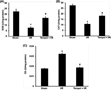 Fig. 3. Effects of tempol on oxidative stress induced by renal I/R injury. SOD, CAT and O2.- in kidney were expressed as mean ± SEM, (n=8). * p< 0.05 vs sham group; # p< 0.05 vs I/R group.