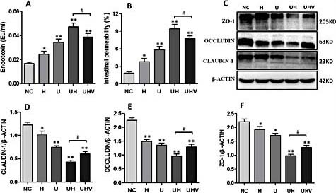 Fig. 3. Effect of Hcy on endotoxin levels, intestinal permeability, and tight junction protein abundance in each group. [A] Endotoxin. [B] Intestinal permeability. [C] Western blotting bands. [D] [E] [F] Quantitative analysis of the protein levels of claudin-1, occludin, and ZO-1, which were normalized to β-actin. Compared with group NC, serum endotoxin levels and intestinal permeability were all increased in groups H, U, and UH, especially in group UH. The protein expression of claudin-1, occludin, and ZO-1 in intestinal segments was significantly reduced in groups U and UH compared with groups NC and H. Endotoxin levels and intestinal permeability were significantly decreased in group UHV with improved tight junction protein levels compared to group UH. Data were analyzed by one-way ANOVA with a post hoc Tukey’s or Dunn’s test. *p< 0.05, **p< 0.01 vs. group NC; #p< 0.05, group UHV vs. group UH.