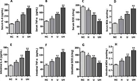 Fig. 4. Levels of serum and intestinal inflammatory and oxidative markers in each group. [A] [B] Serum IL-6 and TNF-α. [C] [D] Serum SOD and MDA. [E] [F] Intestinal IL-6 and TNF-α. [G] [H] Intestinal SOD and MDA. The serum and intestinal homogenate levels of IL-6, TNF-α, and MDA were all increased with decreased SOD activity in groups H, U, and UH compared with group NC. Data were analyzed by one-way ANOVA with a post hoc Tukey’s or Dunn’s test. *p< 0.05, **p< 0.01 vs. group NC.