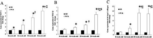 Fig. 5. mRNA transcript expressions of MCP-1(A), TGF-β (B), and α1-type I collagen (C). *P< 0.05 vs SD rats at the same age; †P< 0.05 vs PCK rats at 8 weeks of age; ‡P< 0.05 vs PCK rats at 16 weeks of age; §P< 0.05 vs PCK rats at 20 weeks of age.
