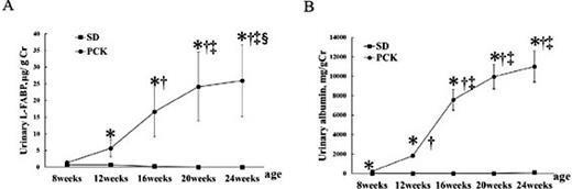 Fig. 6. Change in urinary L-FABP (A), and urinary albumin (B). *P< 0.05 vs the SD rats at the same age; †P< 0.05 vs PCK rats at 8 weeks of age; ‡P< 0.05 vs PCK rats at 12 weeks of age.;§P< 0.05 vs PCK rats at 16 weeks of age.