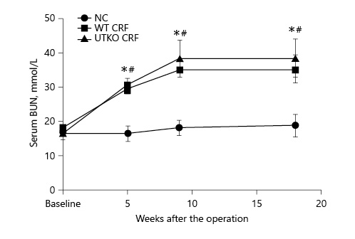 Fig. 1. Comparison of plasma BUN changes among 3 experimental animal models. NC: Sham operation as NC. WT CRF: Wild-type mice with 5/6 nephrectomy. UTKO CRF: UTKO with 5/6 nephrectomy mice. WT CRF vs. NC, *p < 0.05; UTKO CRF vs. NC, # p < 0.05. BUN, blood urea nitrogen; NC, normal control; WT CRF, wild-type chronic renal failure; UTKO CRF, UII receptor gene knockout chronic renal failure group.