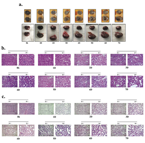 Fig. 2. With the extension of obstruction time, hydronephrosis was aggravated, kidney volume increased, and the kidney parenchyma thickness decreased; a The renal volume and degree of hydronephrosis increased with time; b Renal cortical HE staining showed that the renal tubules in the cortex were atrophied with the aggravation of hydronephrosis; c Renal medullary HE staining showed that intramedullary renal interstitial oedema was increased with the aggravation of hydronephrosis.
