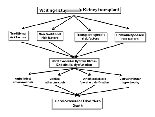 Fig. 2. Combination of traditional and nontraditional risk factors, plus community-based risk factors and transplant-specific risk factors leading to a stressed cardiovascular system, CVD, and premature death in waitlisted patient and kidney transplant recipients. CVD, cardiovascular disease.