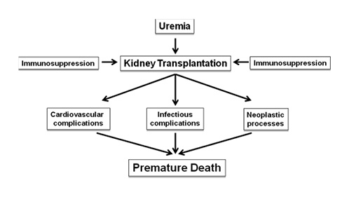 Fig. 3. Cardiovascular, infectious and neoplastic disorders in kidney transplant recipients that share common causal factors within the framework of immunosuppressive treatment, leading to premature death.
