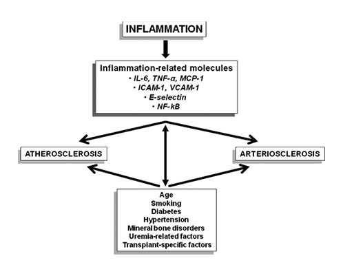 Fig. 4. Interactions among inflammation, atherosclerosis, arteriosclerosis, and multiple risk factors, including uremia-related factors and transplant-specific factors. VCAM-1, vascular cell adhesion molecule-1; ICAM-1, intercellular adhesion molecule-1; MCP-1, monocyte chemoattractant protein-1; IL-6, interleukin-6; NFκB, nuclear factor-κB; TNF, tumor necrosis factor.