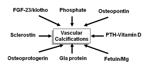 Fig. 5. Factors potentially involved in the development of VC in renal patients. VC, vascular calcification; FGF-23, fibroblast growth factor 23.