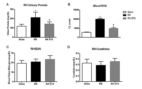  The STS effect on RVHT-induced renal dysfunction and blood ROS amount. The effect of STS on urinary protein (A), blood ROS amount (B), BUN (C), and Cr (D) was denoted in the RVHT rats. Increased urinary protein and blood ROS amount were found in the RVHT rats, whereas the increased level of urinary protein and blood ROS amount was attenuated in STS-treated RVHT rats (RVHT STS). Data are expressed as mean ± SEM (n = 6). *p < 0.05 versus sham. #p < 0.05 versus RVHT. STS, sodium thiosulfate; RVHT, renovascular hypertension; ROS, reactive oxygen species; CL, chemiluminescent.