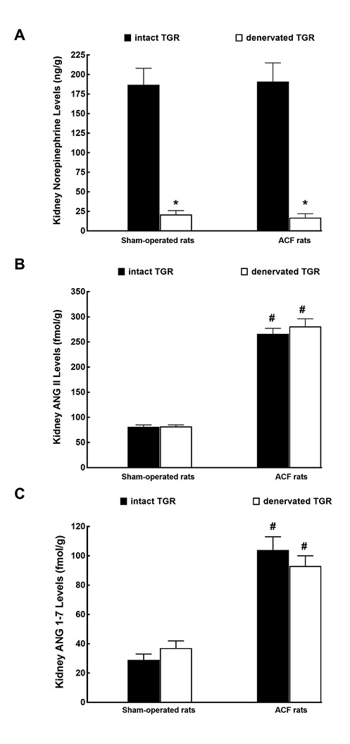 Fig. 1. Kidney norepinephrine (A), kidney ANG II (B), and kidney ANG 1-7 levels (C) in intact, that is, nondenervated (solid bars), and denervated (open bars) heterozygous Ren-2 TGR that were either with ACF or sham-operated, studied 70 days after renal denervation. Presented data relate to series 1, in which only the effectiveness and durability of renal denervation were evaluated. *p < 0.05 versus intact TGR. #p < 0.05 versus sham-operated TGR. All the values shown are means ± SEM. TGR, transgenic rats; ANG 1-7, angiotensin 1-7; ANG II, angiotensin II; ACF, aortocaval fistula.