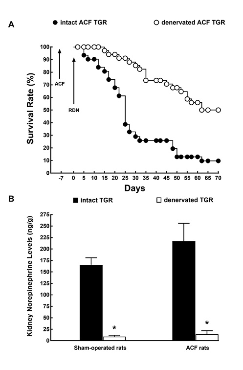 Fig. 2. A Survival rates in intact (solid circles) and denervated (RDN) (open circles) heterozygous Ren-2 TGR with ACF. B Kidney norepinephrine levels in intact, that is, nondenervated (solid bars), and denervated (open bars) TGR that were either with ACF or sham-operated, studied at the end of experiment. Norepinephrine levels presented in this figure were measured in rats from series 2, in which the effects of renal denervation on the survival rate was evaluated (i.e., these data confirm the effectiveness of renal denervation in animals that survived until the end of experiment). *p < 0.05 versus intact TGR. All the values shown are means ± SEM. TGR, transgenic rats; ACF, aortocaval fistula.
