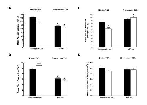 Fig. 3. Mean arterial pressure (A), renal blood flow (B), renal vascular resistance (C), and glomerular filtration rate (D) in intact, that is, nondenervated (solid bars), and denervated (open bars) TGR that were either with ACF (right-hand side) or sham-operated (left). *p < 0.05 versus intact TGR. #p < 0.05 versus sham-operated TGR. All the values shown are means ± SEM. TGR, transgenic rats; ACF, aortocaval fistula.