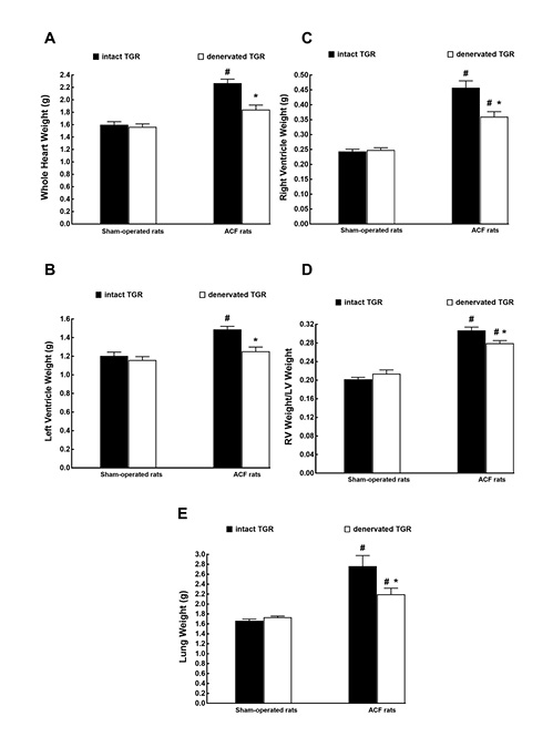 Fig. 4. Whole heart weight (A), LV weight (B), RV weight (C), the ratio of RV weight to LV weight (D), and lung weight (E) in intact, that is, nondenervated (solid bars), and denervated (open bars) TGR that were either with ACF (right-hand side) or sham-operated (left). Presented results were obtained in the third series of experiments. *p < 0.05 versus intact TGR. #p < 0.05 versus sham-operated TGR. All the values shown are means ± SEM. LV, left ventricle; RV, right ventricle; TGR, transgenic rats; ACF, aortocaval fistula.