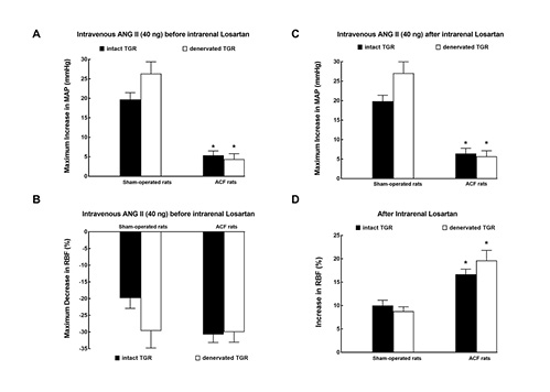 Fig. 6. Maximum change in MAP elicited by intravenous bolus administration of ANG II (40 ng) before (A) and after (C) intrarenal losartan (AT1 receptor antagonist) administration; (B) maximum decrease in RBF elicited by intravenous bolus administration of ANG II (40 ng) before intrarenal losartan and (D) RBF increase after intrarenal administration of losartan in intact, that is, nondenervated (solid bars), and denervated (open bars) TGR that were either with ACF (right-hand side) or sham-operated (left). *p < 0.05 versus sham-operated rats. All the values shown are means ± SEM. MAP, mean arterial pressure; RBF, renal blood flow; ANG II, angiotensin II; TGR, transgenic rats; ACF, aortocaval fistula.