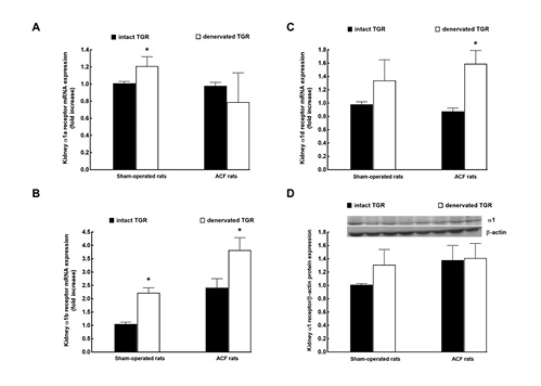 Fig. 9. Kidney alpha 1 (α) type a, type b, and type d receptor mRNA (A–C) and whole kidney α1 protein (D) expression in intact, that is, nondenervated (solid bars), and denervated (open bars) TGR that were either with ACF (right-hand side) or sham-operated (left). Representative blots are shown above panel D. *p < 0.05 versus intact TGR. All the values shown are means ± SEM. mRNA, messenger ribonucleic acid; TGR, transgenic rats; ACF, aortocaval fistula.