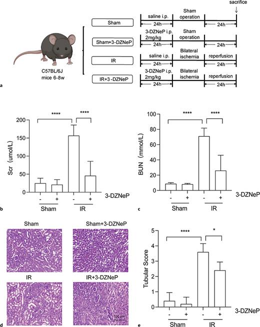 a Inhibition of EZH2 by 3-DZNeP improved IRI in mice. Experimental flowchart (6 mice per group) in male mice upon sham or renal ischemia-reperfusion (I/R) surgery. Serum creatinine (Scr) levels (b) and blood urine nitrogen (BUN) levels (c) were assessed. d HE staining of mouse kidney sections (magnification ×200, bar = 100 μm). e Quantitative assessment of tubular injury. NS represents not significant. *p < 0.05. **p < 0.01. ***p < 0.001.