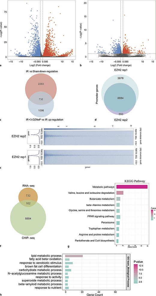 Combined analysis of RNA-seq and EZH2 ChIP-seq. Three samples per group were collected for RNA-seq analysis from mice upon sham or IR operation with or without 3-DZNep treatment. a Volcano plot of differentially expressed genes between ischemia-reperfusion (IR) versus sham group. b Volcano plot of differentially expressed genes between IR + 3-DZNeP versus IR group. c Venn diagram of genes from RNA-seq data. d Venn diagram of genes from the two biological replicates of EZH2 ChIP-seq. e ChIP-seq signal profiles and binding peak heatmap. f Venn diagram of RNA-seq and EZH2 ChIP-seq data. g Kyoto Encyclopedia of Genes and Genomes (KEGG) analysis of 162 differential genes. h Gene Ontology (GO) analysis of 162 differential genes. Promoter region (including ≤1 kb, 1–2 kb, and 2–3 kb). “p value” refers to the statistical significance level. TSS, transcription start site; rep1-rep2, biological replicates.