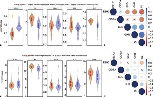 Violin plots of EZH2 regulated gene expression in public clinical datasets. a GSE 53769 comprises 8 posttransplant (Tx) biopsy with acute tubular necrosis (ATN) and 10 post-Tx biopsy with protocol biopsy (PBx) without pathology. Violin plots of key gene expression in the GSE53769 database. b Pearson correlation between the EZH2 gene and the four selected genes in the GSE 53769 dataset. The GSE 76882 dataset consists of 99 normal functioning transplant samples and 40 samples with acute dysfunction but no rejection. c Violin plots of key gene expression in the GSE76882 database. d Pearson correlation between the EZH2 gene and the four selected genes in the GSE76882 dataset.