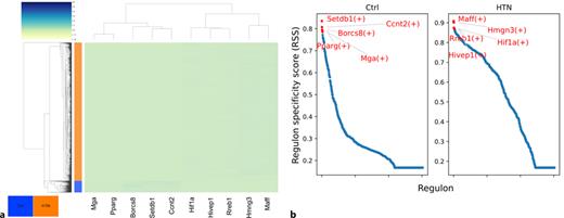 SCENIC RSS heatmap (a) and specificity score plot (b) comparing hypertensive LECs and normotensive LECs. The specificity score plot shows the five regulons with the highest score per group in red and the full RSS list is available in online supplementary Table S26.