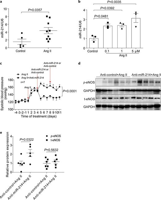 Antagonism of miR-214 after Ang II infusion attenuated Ang II hypertension in wild-type mice. a Relative miR-214 levels detected in aortas of Ang II-treated mice (n = 5–9). b qRT-PCR analysis of miR-214 expression in the MAECs treated with Ang II at various doses (0.1–5 μM for 24 h; n = 3). c SBP in Ang II-induced mice with anti-control or anti-miR-214 treatment (two-way ANOVA; n = 7). d Western blotting analysis of eNOS/p-eNOS proteins in aortas. e Western blot quantification of eNOS/p-eNOS (n = 5–6). Hypertension was induced in wild-type mice after injection of Ang II (1.4 mg/kg/day) by using osmotic mini-pump. After 3 days of Ang II infusion, mice were given intraperitoneal injection of miR-214 inhibitors (anti-miR-214, 10 mg/kg) every 5 days. Aorta tissues were collected after Ang II infusion. SBP was detected by the tail-cuff method. Data are presented as means ± SEM. For all experiments, when p < 0.05, there was a statistical difference between the two groups. SBP, systolic blood pressure.