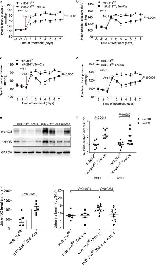 Deletion of miR-214 in endothelium attenuated Ang II-induced hypertension. a SBP was detected by the tail-cuff method. After 7 days’ habitual practice, the baseline SBP in endothelial miR-214 knockout (n = 11) and littermate control (n = 12) mice were measured. Then, the mice were transfused with Ang II using osmotic mini-pump, and the systolic blood pressure was measured (assessed by two-way ANOVA). b–d Daily MAP, SBP, and DBP in endothelial miR-214 KO (n = 7) and littermate WT control (n = 6) mice in response to 7-day Ang II infusion were detected via a telemetry system (assessed by two-way ANOVA). e Western blotting detection of eNOS and p-eNOS proteins in mice aortas after Ang II infusion (n = 8). f Quantification of the Western blots of eNOS/p-eNOS. g Urine NO levels detected by the ELISA Kit (n = 5–6). h Urinary albumin excretion in EC-specific miR-214-deficient mice after infusion of Ang II (assessed by one-way ANOVA; n = 6–12). All experiments were performed with the injection of Ang II by osmotic micropump at a dose of 1.4 mg/kg/day. Values were shown as means ± SEM. Difference between groups was considered statistically significant when p < 0.05. DBP, diastolic blood pressure.