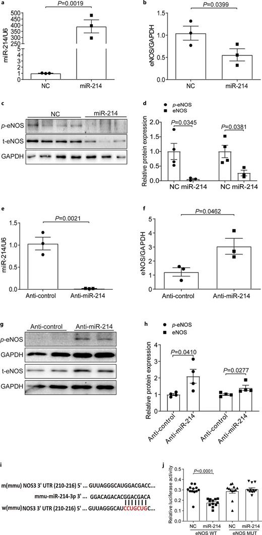 miR-214 directly regulated eNOS in MAECs. a Compared with cells transfected with negative controls, the expression of miR-214 was significantly upregulated in MAECs transfected with miR-214 mimics (n = 3). b Relative mRNA expression of eNOS was downregulated in miR-214 mimics-transfected MAECs (n = 3). c The protein levels of eNOS/p-eNOS were downregulated in miR-214 mimics-transfected MAECs. d Western blot quantitative analysis of eNOS and p-eNOS in c. GAPDH was used as a control (n = 3–4). e Relative expression of miR-214 in miR-214 inhibitor- and anti-control-transfected MAECs (n = 3). f eNOS mRNA expression was upregulated in miR-214 inhibitor-transfected MAECs (n = 3). g The protein levels of eNOS/p-eNOS in miR-214 inhibitor- and anti-control-transfected MAECs. h Western blot quantitative analysis of eNOS and p-eNOS in g. GAPDH was used as loading control (n = 4). i The miR-214 sequence was compared and its binding site in eNOS mRNA 3′UTR was predicted. j The assay of luciferase in the mouse ECs cotransfected with eNOS luciferase reporter (WT) or mutant eNOS luciferase reporter (MUT) and miR-214 mimics (40 nm) for 24 h (n = 12 for both the native and mutated UTRs). Values were shown as means ± SEM. For all experiments, difference between groups was considered statistically significant when p < 0.05.