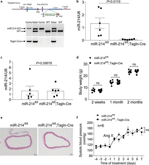 VSMC-specific knockout of miR-214 did not affect hypertension caused by Ang II. a Strategy for the generation of VSMCs-specific miR-214 knockout mice. Genotypes of heterozygous (heter) and homozygous (homo) knockout mice were detected with PCR. b Knockout efficiency of miR-214 in VSMCs determined by qRT-PCR analysis (n = 6). c The expression of miR-214 in endothelium determined by qRT-PCR analysis (n = 6). d Body weight of miR-214 cKO mice and their littermate WT controls from 2 weeks to 2 months old (n = 8). e Aorta morphology of smooth muscle cell-specific miR-214 knockout mice and their littermate controls detected by HE staining (n = 4). f Systolic blood pressure of VSMCs-specific miR-214 knockout mice and their littermate WT controls were tested by the tail-cuff method (two-way ANOVA; n = 6). Ang II was infused by osmotic micropump at a dose of 1.4 mg/kg/day. Values were shown as means ± SEM. For all experiments, difference between groups was considered statistically significant when p < 0.05.