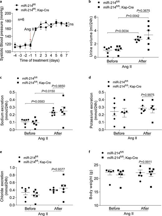 Renal proximal tubule-specific knockout of miR-214 did not affect hypertension caused by Ang II. a SBP of renal proximal tubular cell-specific miR-214 knockout mice and the control ones were measured by the tail-cuff method (two-way ANOVA; n = 6). Terminal urine volume (b), urine sodium (c), potassium (d), and chloride (e) in WT and renal proximal tubular cell-specific miR-214 cKO mice before and after Ang II treatment (two-way ANOVA; n = 5–6). f Body weight of miR-214 cKO mice and their littermate WT controls of 2 months old (two-way ANOVA; n = 5–6). Ang II was infused by osmotic micropump at a dose of 1.4 mg/kg/day. Values were shown as means ± SEM. For all experiments, difference between groups was considered statistically significant when p < 0.05.