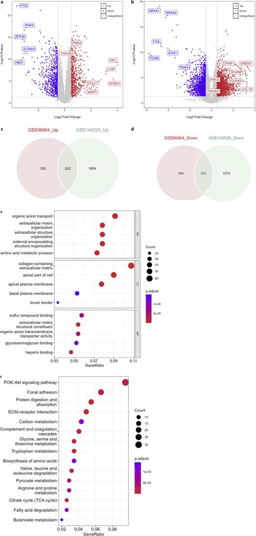 Differential gene expression analysis. Volcano plots for GSE96804 (a) and GSE142025 (b) diabetic nephropathy (DN) datasets. Red represents upregulated genes, blue indicates downregulated genes, and gray denotes nonsignificant genes. c, d Venn diagram showing the overlap of differentially expressed genes (DEGs_com) between the two datasets. Gene Ontology (GO) terms (e) and KEGG pathways (f) associated with DEGs_com.