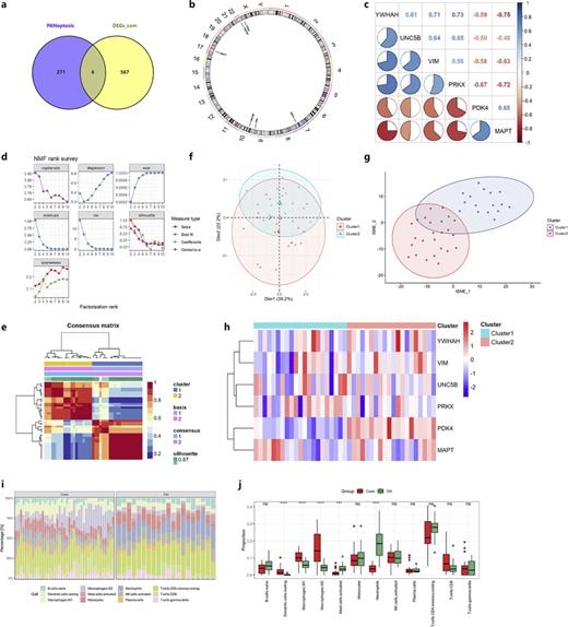 PANoptosis-related gene analysis and patient clustering. a Venn diagram illustrating the overlap of six PANoptosis-related DEGs: YWHAH, UNC5B, VIM, PRKX, PDK4, and MAPT. b Chromosomal positions of the six identified genes. c Pearson correlation analysis showing varying degrees of pairwise correlations among the six genes. d Non-negative matrix factorization (NMF) rank survey was carried out to identify optimal clustering based on the expression profiles of the six PANoptosis genes in the 41 patients from the GSE96804 dataset. Different metrics (cophenetic, silhouette, and dispersion) were plotted against the factorization rank (K) to determine the optimal rank value. e Categorization of DN patients (GSE96804) into two groups, cluster 1 and cluster 2, based on the expression profiles of the six PANoptosis genes. f, g Principal component analysis (PCA) and t-SNE visualizations show the distribution of the two clusters. h A heatmap illustrates the expression patterns of the six PANoptosis genes across the two clusters. i The distribution of immune cells in different samples. j Comparison of immune cell abundance between the DN group and the control group. ***p < 0.001, ****p < 0.0001.