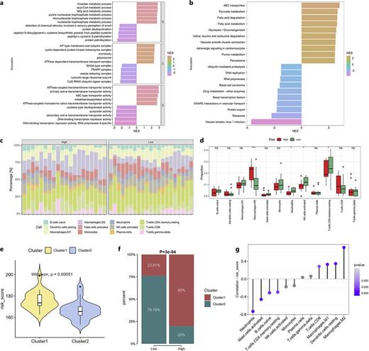 Differential enrichment and immune cell infiltration analysis in risk groups. Gene Set Enrichment Analysis was conducted to investigate the enrichment of GO terms (a) and KEGG pathways (b) of different risk groups. NES, normalized enrichment scores. c Distribution of different immune cell types in high- and low-risk groups. Each column represents an individual sample, while different colors in the bars represent the proportion of specific immune cells. d Box plot compares the proportions of different immune cell types between high- and low-risk groups. *p < 0.05, ***p < 0.001, ns, nonsignificant. e Violin plot compares risk scores between cluster 1 and cluster 2 categorized by NMF. f Stacked bar chart shows the percentage distribution of samples from cluster 1 and cluster 2 across the high- and low-risk groups. g Dot plot displays the correlation values of different immune cell types with the risk score. The intensity of the dot’s color corresponds to the significance of the correlation (p value), with darker purple dots indicating greater significance.