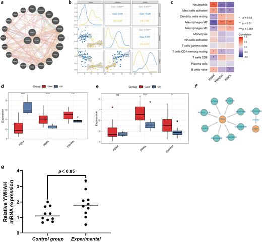 Interactions, therapeutic potential, and expression validation of model genes in DN. a Protein-protein interaction (PPI) network in the GSE96804 dataset. b Correlations among PDK4, PRKX, and YWHAH in DN patients (GSE96804 dataset). c Correlation patterns of PDK4, YWHAI, and PRRX with immune cells in DN patients (GSE96804 dataset). d, e Comparison of expression levels of PDK4, PRKX, and YWHAH between DN patients and controls in external datasets GSE142025 and GSE30122. f Connections between model genes and therapeutic drugs based on the information from the DGIdb database. g qPCR validation of YWHAH expression in plasma samples from patients with diabetic kidney disease. *p < 0.05 vs. control; n = 10.