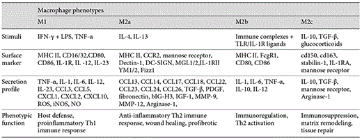 Macrophage phenotypes and functions