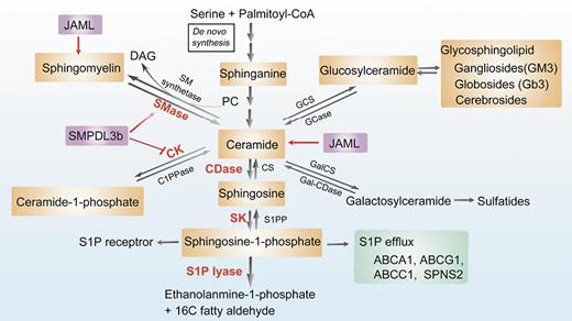 Fig. 2. Metabolism of sphingolipids and their regulatory mechanisms in podocytes. Ceramide is at the center of sphingolipid metabolism and can be generated through multiple pathways, including de novo synthesis, hydrolysis of sphingomyelin, or the recycling of other complex sphingolipids. First, in the de novo synthesis pathway, ceramide is formed from the condensation of L-serine and palmitoyl-CoA on the surface of the ER. Second, sphingomyelin can be hydrolyzed by sphingomyelinase to generate ceramide. SM synthetase can attach a PC head group onto ceramide to form sphingomyelin. Third, ceramide can be phosphorylated via CK to form ceramide-1-phosphate, another bioactive lipid. Ceramide, in turn, can be generated from ceramide-1-phosphate through the action of C1PPase. Fourth, ceramide can be further catabolized by CDase to sphingosine, which is then phosphorylated to S1P by SK. The efflux of S1P can be mediated by its transporters such as SPNS2, ABCA1, ABCG1, and ABCC1. Circulating S1P can bind to various S1P receptors and modulate MAPK signaling and small GTPase activity. Sphingosine can be recycled back for the generation of ceramide by CS, and S1P can either be dephosphorylated by S1PP or be irreversible cleaved by S1P lyase to form ethanolamine-1-phosphate and C16 fatty aldehyde. Fifth, ceramide can also be glycosylated to form the glucosylceramide or galactosylceramide, which can be converted back to ceramide by hydrolyzation. Glucosylceramide can be further converted into complex glycosphingolipids, namely gangliosides (GM3), globosides (Gb3), and cerebrosides. Overexpression of SMPDL3b blocks CK activity and the conversion of ceramide to C1P, leading to the decrease in the levels of C1P. SMPDL3b is also a protein with homology to ASMase. Decreased expression of SMPDL3b may lead to decreased ASMase activity and accumulation of sphingomyelin. JAML can enhance high glucose induced the acumulation of ceramides and sphingomyelin. ER, endoplasmic reticulum; SM, sphingomyelin; SMase, sphingomyelinase; PC, phosphatidylcholine; DAG, diacylglycerol; C1PPase, ceramide-1-phosphate phosphatase; CK, ceramide kinase; CDase, ceramidase; SPNS2, Sphingolipid Transporter 2; ABCA1, ATP-binding cassette transporters subfamily A member 1; ABCG1, ATP-binding cassette transporters subfamily G member 1; ABCC1, ATP-binding cassette transporters subfamily C member 1; MAPK, mitogen-activated protein kinase; GTPase, guanosine triphosphate phosphatase; CS, ceramide synthase; SK, sphingosine kinase; S1PP, spingosine-1-phosphate phosphatase; GCS, glucosylceramide synthase; GCase, glycosylceramidase; GalCS, galactosylceramide synthase; Gal-CDase, galactosylceramidase; SMPDL3b, sphingomyelinase-like phosphodiesterase 3b; JAML, junctional adhesion molecule-like protein; ASMase, acid sphingomyelinase.