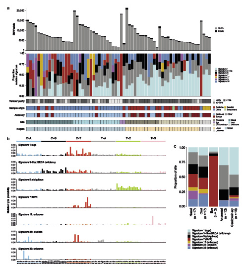 Abb. 1. Mutationssignaturen. a Mutationslast (oben) und Anteil der Mutationssignatur (2. von oben) pro Probe. Der Tumorzellgehalt, das Herkunftsland sowie die Lokalisation und Körperhälfte jeder Probe sind unter dem Plot angegeben. b In der WGS-Kohorte wurden sieben verschiedene Mutationssignaturen identifiziert. Zu jeder Signatur wird die Mutationstypwahrscheinlichkeit jeder Substitution im Trinukleotid-Kontext angegeben (insgesamt 96 Kontexte). UVR: ultraviolette Strahlung. c Anteil jeder Signatur in Tumoren der oberen (Nase, Mund, Auge) und unteren (anorektal und urogenital) Körperhälfte. Die Quelldaten für Abb. 1c werden als Quelldatendatei zur Verfügung gestellt.