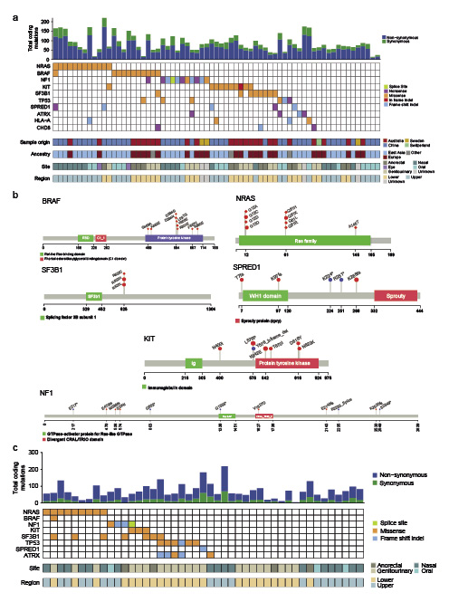 Abb. 3. Signifikant mutierte Gene mit SNV- und indels. a Zahl der codierenden Mutation und Oncoplot der Mutationen von 10 signifikant mutierten Genen der WGS-Kohorte (n = 67). Bei Proben mit mehreren SNV/indel-Mutationen im selben Gen wird diejenige dargestellt, von der die schwersten Auswirkungen zu erwarten sind. b Positionen somatischer Mutationen von BRAF, NRAS, SF3B1, SPRED1, KIT und NF1 im Protein. c Anzahl codierender Mutationen und Oncoplot der Mutationen in 8 signifikant mutierten Genen in der WES-Replikations-Kohorte (n = 45). Bei Proben mit mehreren SNV/indel-Mutationen im selben Gen wird diejenige dargestellt, von der die schwersten Auswirkungen zu erwarten sind. In der Replikations-Kohorte lagen keine CHD8- oder HLA-A-Mutationen vor.