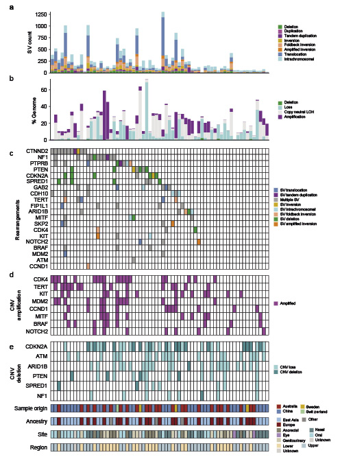 Abb. 4. Rekurrent von Veränderungen der Kopienzahl und Rearrangement-Bruchpunkten betroffene Gene. a Zahl und Art der SV-Ereignisse. b Prozent des Genoms mit Kopienzahl-Deletion (CN0), -Verlust (CN1), kopienzahlneutralem LoH und Amplifikation (CN ≥6). c Rearrangement-Bruchpunkte in Genen, die den Untersuchungen zufolge rekurrent von SNV oder CNV betroffen sind, sind entweder zuvor identifizierte Melanom-Treibergene oder COSMIC-Tumorgene mit Rearrangement-Bruchpunkten, die in mehr als vier Proben vorkommen. d Kopienzahl-Amplifikationen pro Probe. e Kopienzahl-Verluste und Deletionen pro Probe.