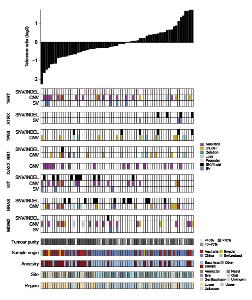 Abb. 5. Assoziationen zwischen somatischen Mutationen und relativer Telomerlänge. Abgebildet ist oben ein Plot der relativen Telomerlängen (log2-Telomer-Ratio) pro Probe; darunter Plots der SNV/indels, SV-Bruchpunkte und Kopienzahl-Amplifikationen (CN ≥ 6, magentafarben), -Verluste (CN1, hell-türkis), Deletionen (CN0, dunkel-türkis) und kopienzahlneutralem LoH (cnLOH) in Telomer- oder Melanom-assoziierten Genen.