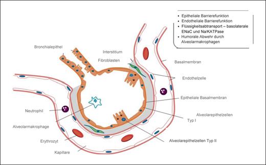 Fig. 2. Physiologische ACM. Angepasst und modifiziert nach Grommes und Soehnlein [26] und Ware und Matthay [21].