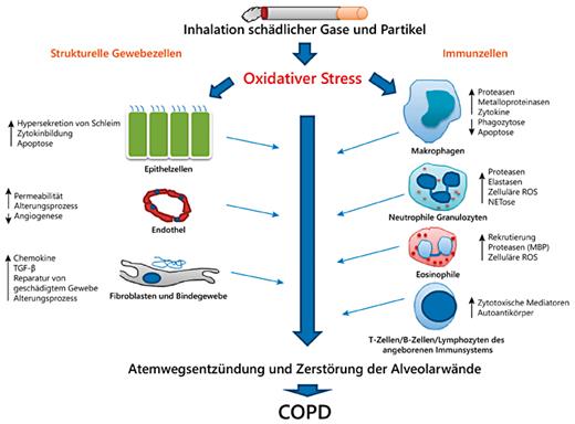 Fig. 2. Pathogenese der COPD.