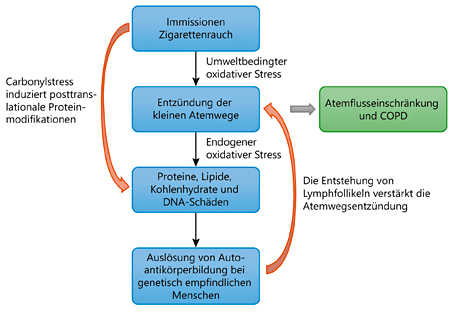 Fig. 3. Oxidativer (reactive oxygen species, ROS) und nitrosativer (reactive nitrogen species, RNS) Stress aus umweltbedingten und endogenen Quellen führt in Kombination mit umweltbedingtem Carbonylstress zu einer Schädigung und Veränderung von Proteinen, Lipiden, Kohlenhydraten und DNA-bildenden Neoantigenen, was bei empfindlichen Menschen die Bildung von Autoantikörpern verursacht. Dadurch kommt es zu einer autoimmunbedingten Entzündung und Entstehung tertiärer Lymphfollikel, welche die Entzündung der kleinen Atemwege sowie die fortschreitende Schädigung und Zerstörung dieser Atemwege - ein Kennzeichen der COPD - verstärkt.