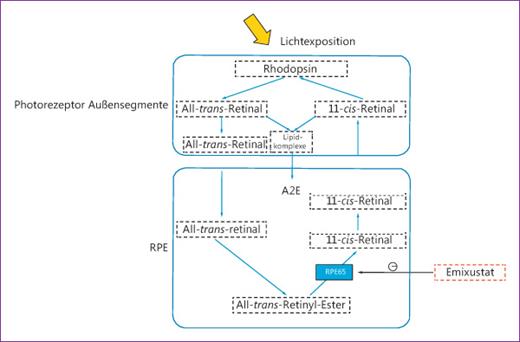 Fig. 2. Schematische Darstellung des Sehzyklus. Emixustat (rot gestricheltes Kästchen) hemmt RPE65 und senkt so die 11-cis- und all-trans-Retinal-Konzentration. Dies reduziert die A2E-Konzentration im RPE.
