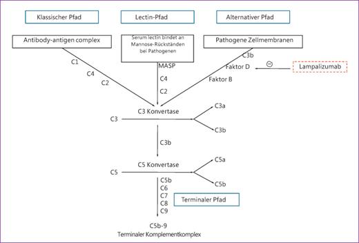 Fig. 3. Flussdiagramm der 3 Wege der Komplementaktivierung, die in den gemeinsamen terminalen Signalweg münden. Lampalizumab (rot gestricheltes Kästchen) bindet und hemmt Faktor D und inhibiert so einen entscheidenden Schritt des alternativen Komplementsignalwegs (nach Khandhadia et al. [38]). MASP = Mannose-binding lectin-associated protease.
