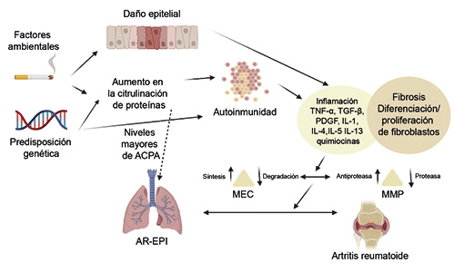  Patogénesis de la AR-EPI.