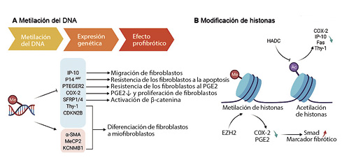  Las funciones de la metilación del DNA y la modificación de las histonas en la FPI. (a) La metilación del DNA afecta la expresión de genes asociados con la fibrosis y produce un efecto profibrótico. (b) EZH2 y HADC inducen cambios en la expresión de genes asociados con la fibrosis, al afectar las modificaciones de las histonas.