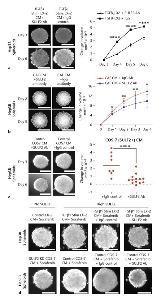 Fig. 3. The impact of stromal SULF2 inhibition on the growth of tumour spheroids and SULF2-mediated sorafenib sensitivity: a–c TGFβ-stimulated LX-2-CM (a), primary CAF-SULF2-CM (n= 4 SULF2-positive HCC) (b), and COS-7 CM (c) induced Hep3B spheroid growth was abrogated using SULF2 antibody versus control IgG. d Sorafenib treatment had little impact on the growth of Hep3B spheroids cultured in control TGFβ-stimulated LX-2 cell CM (upper images) or COS-7 cell CM (lower images). Growth was dramatically suppressed and sensitivity to sorafenib restored in Hep3B spheroids cultured CM from TGFβ-stimulated LX-2 or SULF2 KD COS-7 cells respectively. Changes in spheroid volume are in online supplementary Table 4. Data mean ± SEM; 7 to 10 spheroids per condition. ****p&lt; 0.001.
