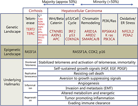 Fig. 5. Genetic/epigenetic landscape together with associated hallmarks of cirrhotic liver and HCC. S3 refers to the seven signature single nucleotide polymorphisms that are usually seen in HCV-related cirrhosis, in addition to mutation in P53. EMT = epithelial-to-mesenchymal transition. The classification of genetic changes in HCC is as has been described by Guichard et al [64].