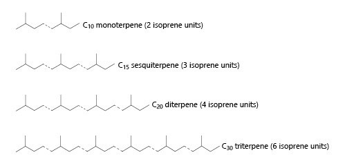 Fig. 1. Linking isoprene units “head to tail” to form terpenes/terpenoids.