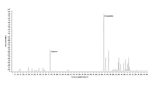 Fig. 18. Gas chromatogram of Pandora’s Box cannabis chemotype (dry sample).