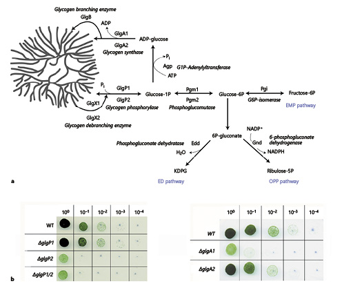  Schematic representation of glycogen metabolism in Synechocystis and its involvement in chlorosis and resuscitation. a Depiction of reactions in glycogen metabolism and glycogen catabolic pathways in Synechocystis.b Resuscitation of chlorotic cells tested by drop plate assay. From a serial dilution of chlorotic cultures (0–10−4 dilution as indicated), 5 µL were dropped on nitrate-supplied BG11 plates and incubated until colonies appeared. Resuscitation efficiency of wild type (WT) is compared to various mutants deficient in glycogen phosphorylase (ΔglgP1, ΔglgP2, ΔglgP1/2) or glycogen synthase (ΔglgA1, ΔglgA2).