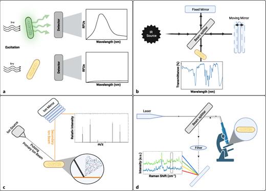 Label-free detection methods. a Autofluorescence. Cells exhibiting autofluorescence are excited by light and fluorescence can be monitored via detectors or microscopy. b Fourier transform infrared spectroscopy (FT-IR). The split beam generates an interferogram that is transformed into an absorption spectrum. c Secondary ion mass spectrometry (SIMS). Bombardment of the sample with primary ions causes sputtering of secondary ions that are analyzed via mass spectrometry. d Raman spectroscopy (RS). The sample is excited via a laser and generated Raman-shifted photons are collected. For detailed explanations, we refer to the text. h, Planck’s constant; ν, frequency; RFU, relative fluorescence units; IR, Infrared radiation; m/z, mass/charge ratio; a.u., absorption units. Created with Biorender.